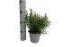 Rosmarinus mix 14cm 