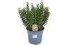 Rosmarinus officinalis