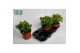 Crassula ovata 
