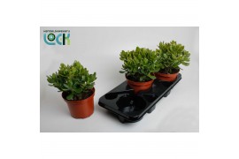 Crassula ovata