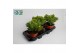 Crassula ovata 
