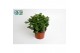 Crassula ovata 