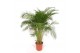 Dypsis lutescens 