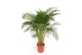 Dypsis lutescens