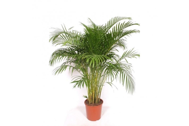 Dypsis lutescens 