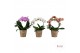 Phalaenopsis mix Duetto Boog - Mix 