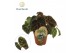 Begonia blad ferox Begonia rex Ferox 12cm 3 pp 