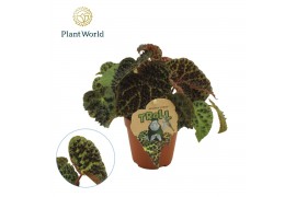 Begonia blad ferox Begonia rex Ferox 12cm 3 pp