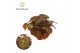 Begonia blad rex magic colours montuno Begonia rex Montuno 12cm 3 pp 