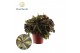 Begonia blad rex magic colours lion dance Begonia rex Lion Dance 12cm  