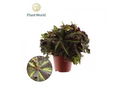 Begonia blad rex magic colours lion dance Begonia rex Lion Dance 12cm 
