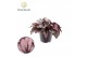 Begonia blad magic colours magma Begonia rex Magna 12cm 3 pp 