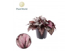 Begonia blad magic colours magma Begonia rex Magna 12cm 3 pp