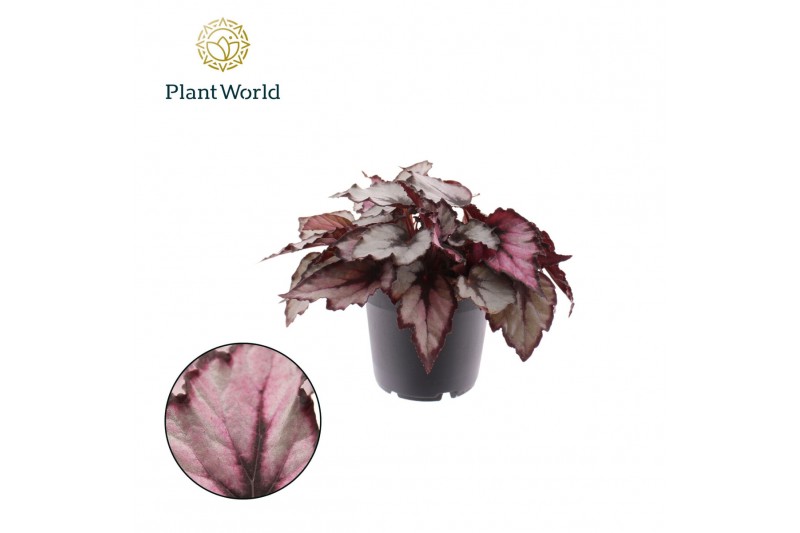 Begonia blad magic colours magma Begonia rex Magna 12cm 3 pp Begonia blad magic colours magma Begonia rex Magna 12cm 3 pp
