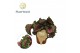 Begonia blad rex magic colours macarena Begonia rex Macarena 12cm 3 pp 