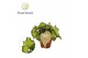 Begonia blad magic colours jive Begonia rex Jive 12cm 3 pp 
