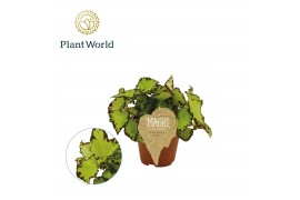 Begonia blad magic colours jive Begonia rex Jive 12cm 3 pp