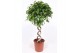 Ficus benjamina exotica dubbele spiraalstam 