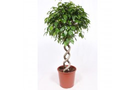 Ficus benjamina exotica dubbele spiraalstam