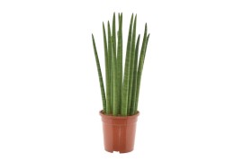 Sansevieria cylindrica spaghetti
