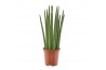 Sansevieria cylindrica spaghetti