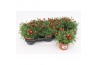 Margriet frutescens red 15 cm diameter,rood