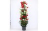 Mandevilla Mandevilla Rood en Wit in 1 pot