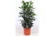 Ficus cyathistipula toef 