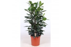 Ficus cyathistipula toef