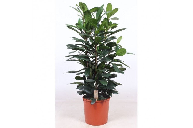 Ficus cyathistipula toef 
