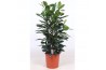 Ficus cyathistipula toef
