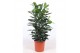 Ficus cyathistipula toef 