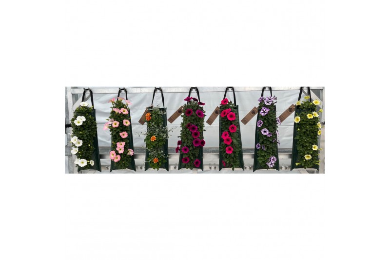 Tweejarigen overig perkplanten mix Wandhanger perkgoed mix kar Tweejarigen overig perkplanten mix Wandhanger perkgoed mix kar