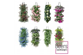 Tweejarigen overig perkplanten mix Wandhanger perkgoed mix laag