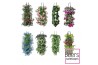 Tweejarigen overig perkplanten mix Wandhanger perkgoed mix laag