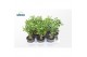 Adenium obesum mix 
