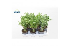 Adenium obesum mix