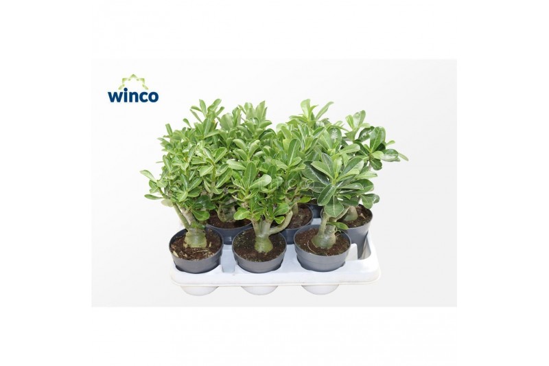 Adenium obesum mix 