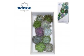 Echeveria snij Echeveria Mix (wincx) Cutfl (10spc.) 12