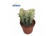 Crassula perforata Variagata 