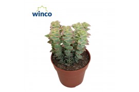 Crassula perforata Variagata