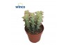 Crassula perforata Variagata
