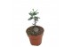 Succulenten Fockea Edula 