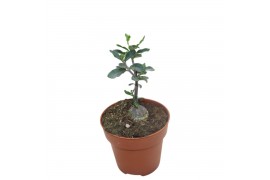 Succulenten Fockea Edula