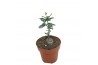 Succulenten Fockea Edula