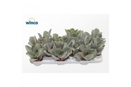 Kalanchoe beharensis
