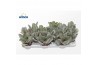 Kalanchoe beharensis