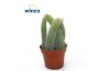 Succulenten Hildewinteria Colademoninis
