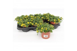 Sanvitalia procumbens geel