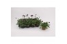 Cosmos atrosanguineus Cosmos Chocomocha 1 pp